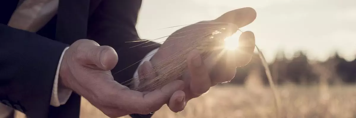 hands-of-a-man-in-a-wheat-field-with-sunburst-PFFBACM
